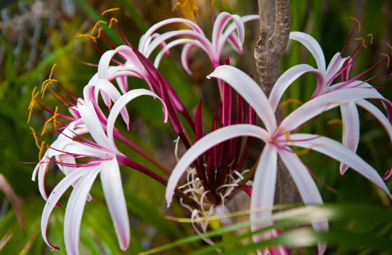 Flowers at Whispers Resort.