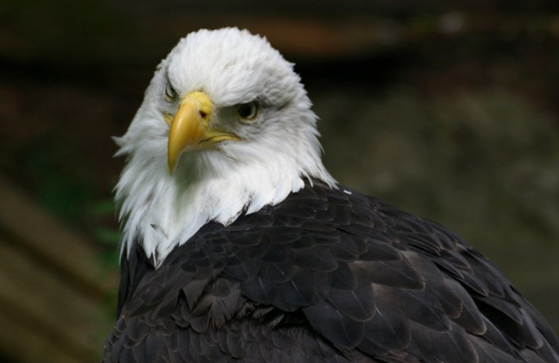 Eagle at Jackson Lake Lodge.