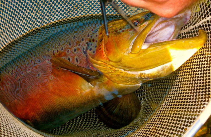 Trout fishing at Lindsey's Rainbow Resort.