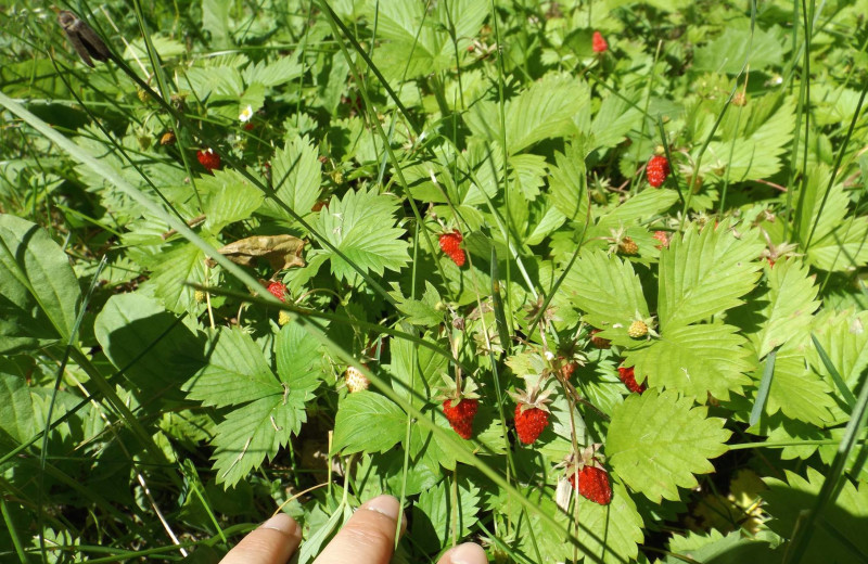 Wild strawberries at Driftwood Resort.