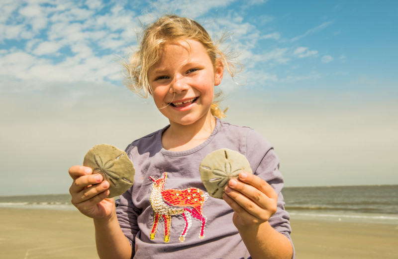 Sand dollars found on the beach at the Lodge on Little St. Simons Island.