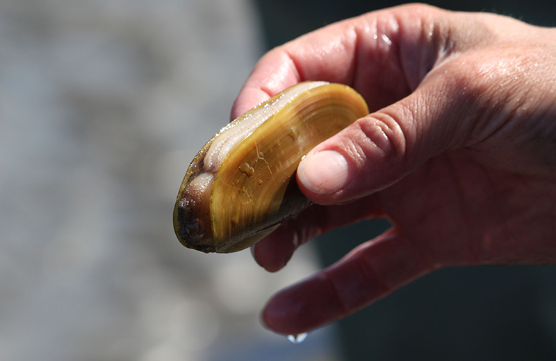 Clamming at Shakti Cove Cottages.