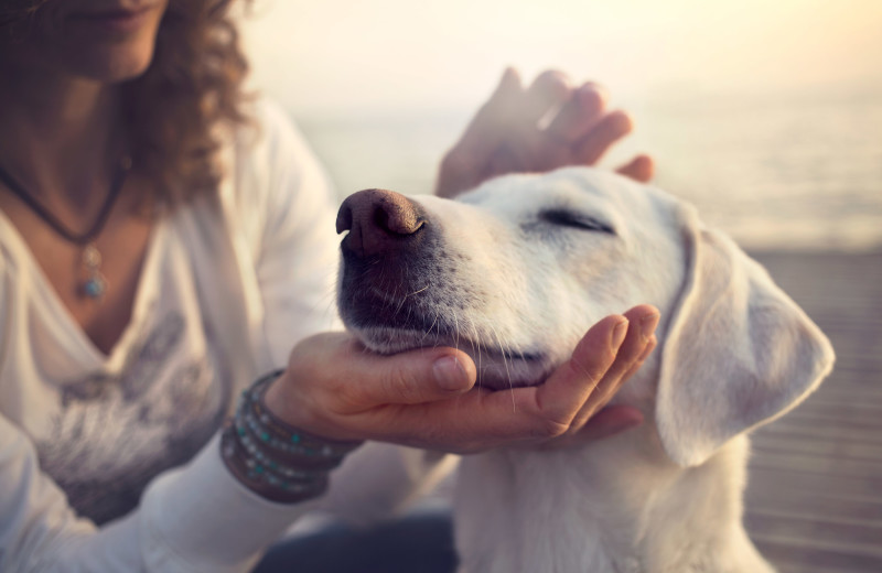 Pets welcome at Lake Tahoe Accommodations.