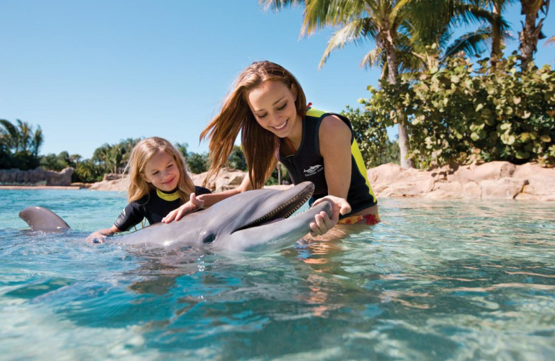 Swim with dolphins near Florint Vacations.