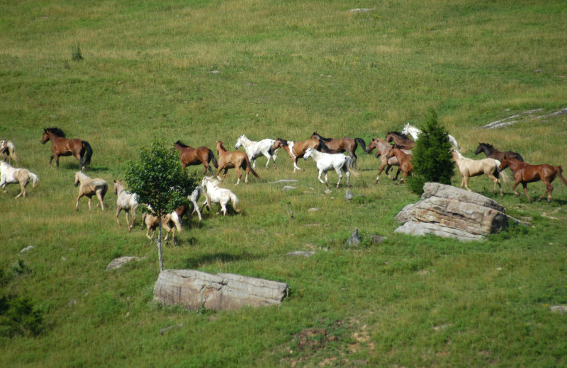 Running Horses at Horseshoe Canyon Ranch