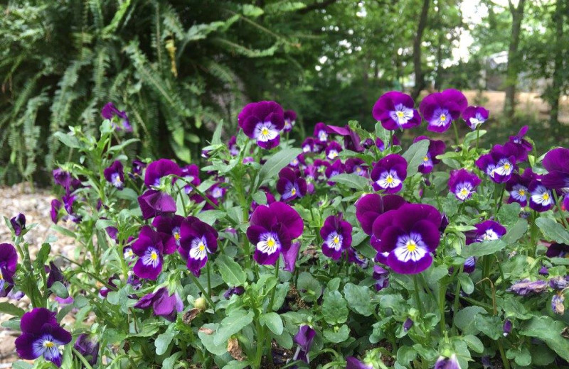 Garden at Chateau Lake Logan.