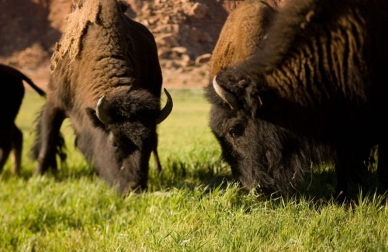 Wild life at The Lodge at Red River Ranch.
