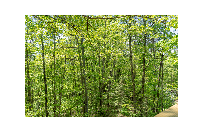 View from American Patriot Getaways - Relaxation Ridge.