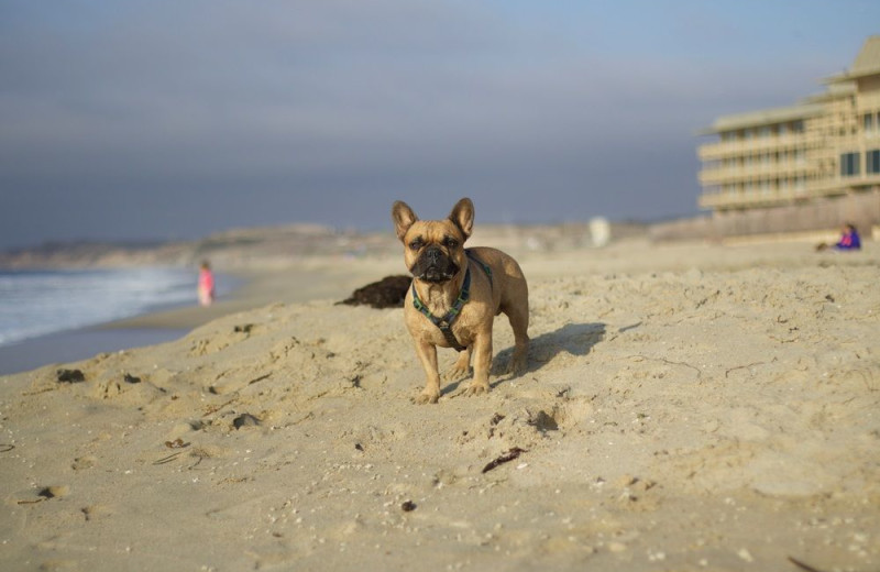 Pets welcome at Monterey Tides.