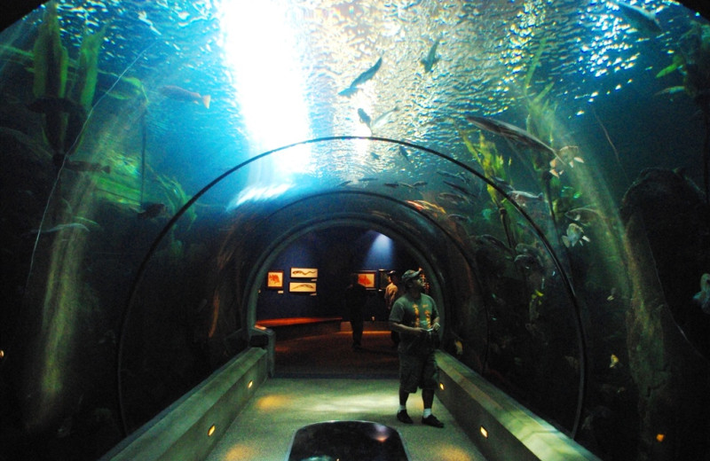 Aquarium at The Heathman Lodge.