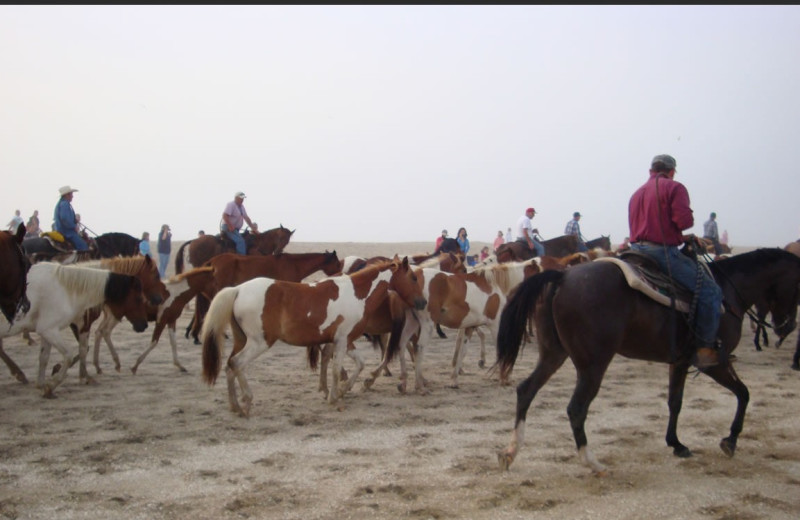 Wild horses at Channel Bass Inn.