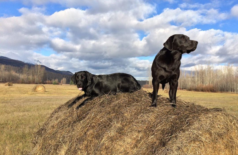 Dogs at Frontier Experience.