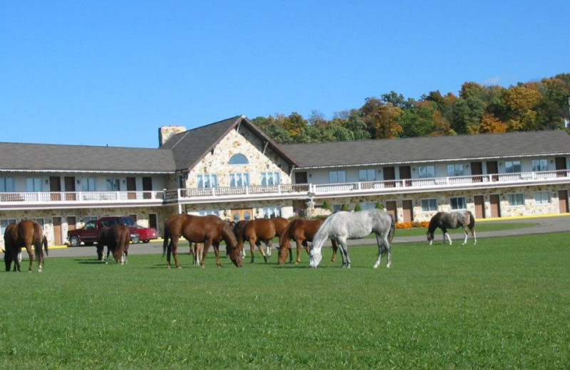 Exterior view of Guggisberg Swiss Inn/Amish Country Riding Stables.