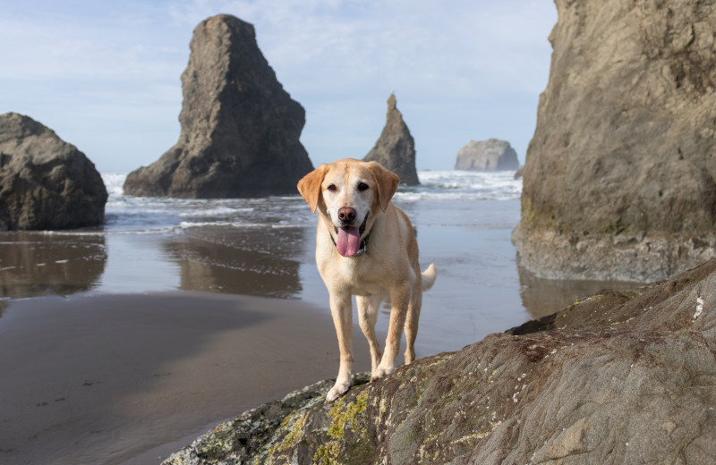 Pets welcome at Sunset Oceanfront Lodging.