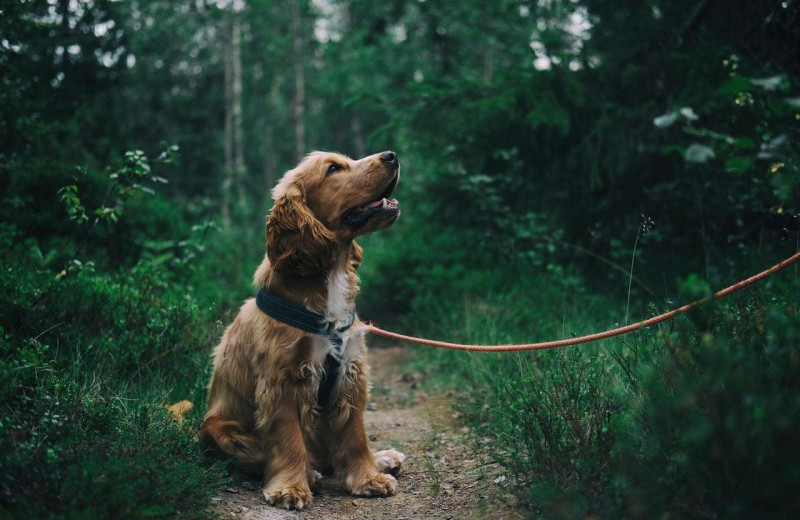 Pets welcome at Inn at Stockbridge.