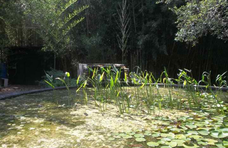 Lily Pond at Haven River Inn