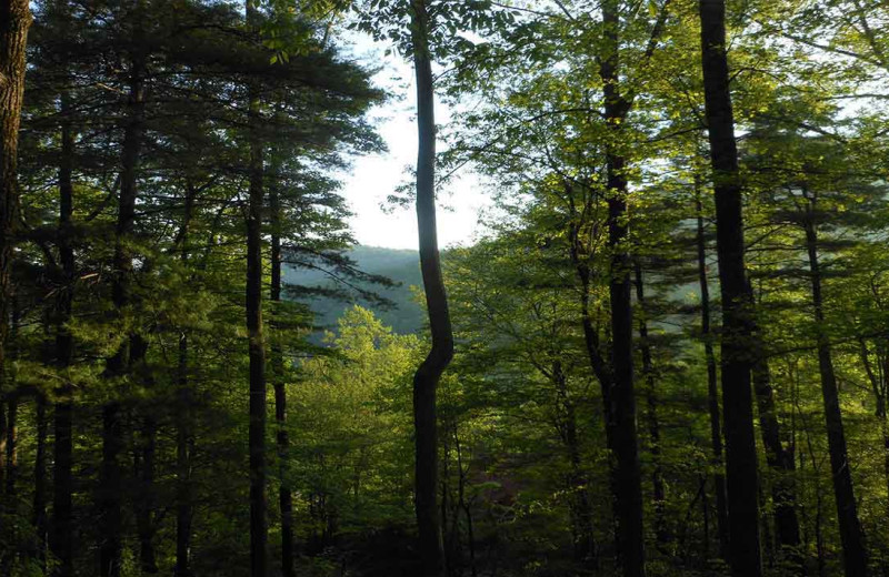 Forest at Cabins at Highland Falls.