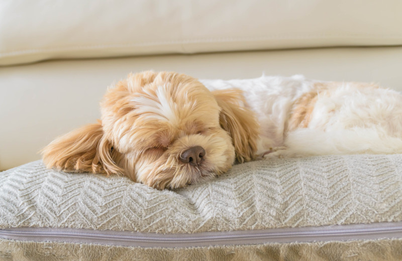 Pets welcome at The Elms Waterfront Cottages 