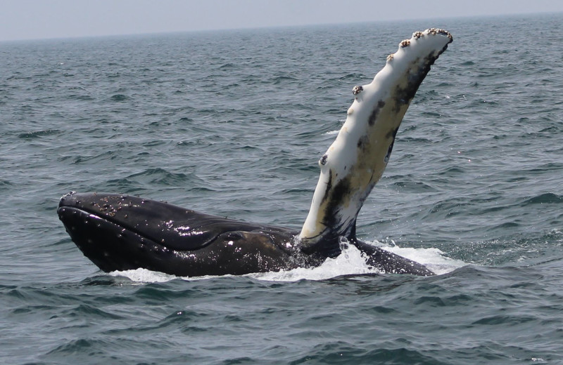 Whale watching at Brier Island Lodge and Resort.