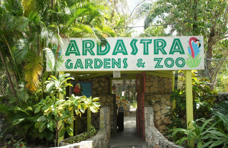 Zoo near Paradise Island Beach Club.