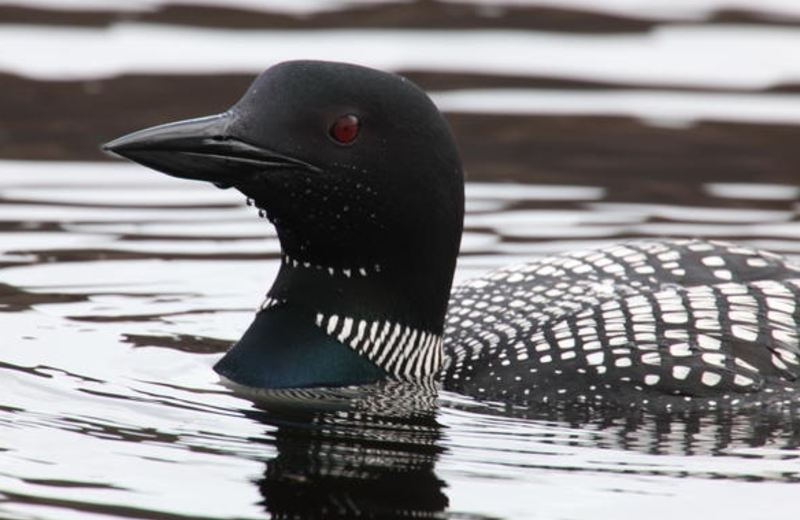 Wildlife at Pine Portage Lodge