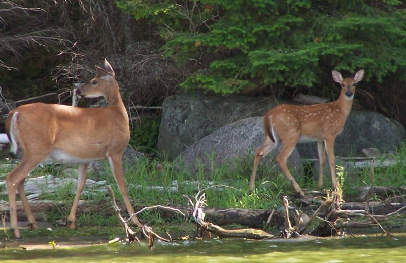 Deer at Shady Roost Lodge.