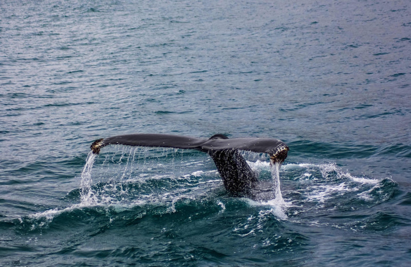 Whale watching at Moontide Motel, Cabins and Apartments.