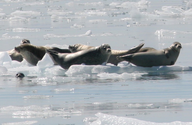 Seals at Kenai Fjords Glacier Lodge.