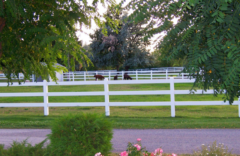 Horses at South Thompson Inn & Conference Centre.