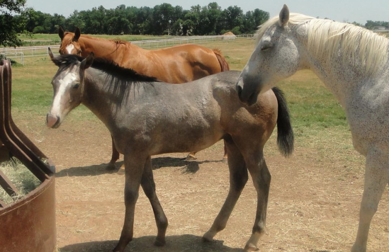 Horses at Diamond R Ranch