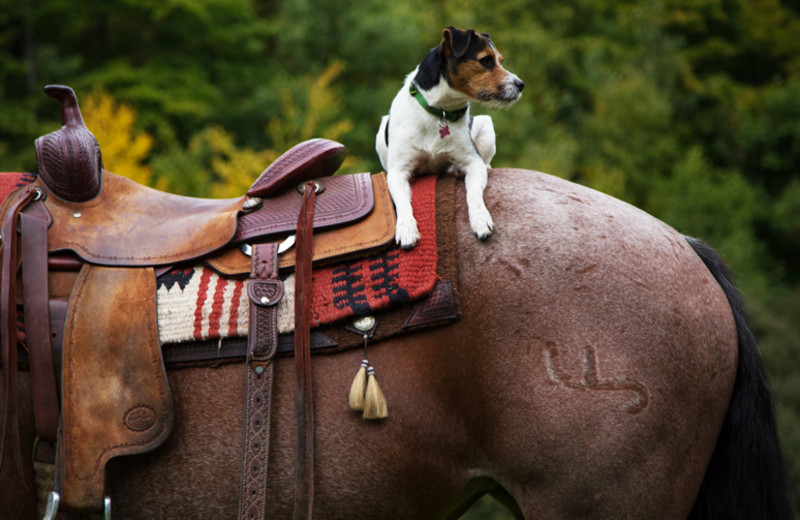 Horseback riding at Minerals Hotel.