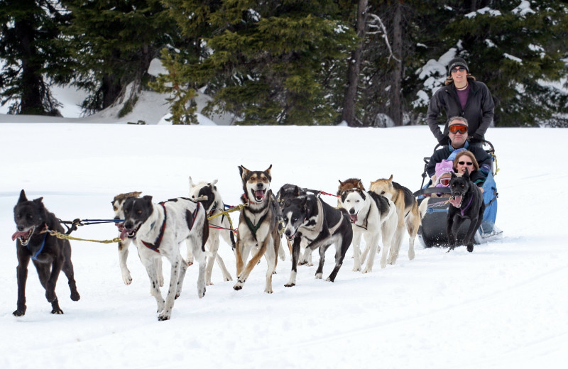Dog Sledding at Mount Bachelor Village Resort.