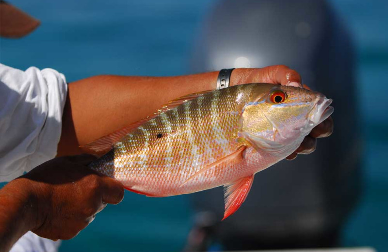 Fishing at Isla Holbox Fly Fishing Lodge.