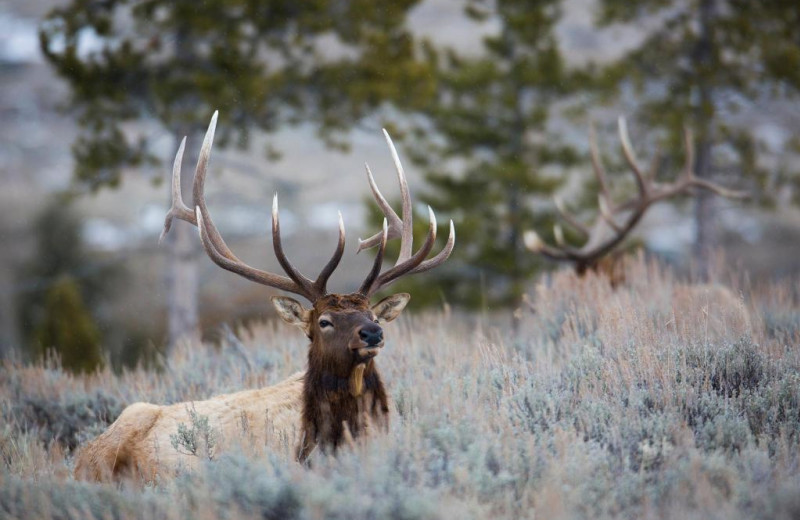 Elk at Black Diamond Vacation Rentals.