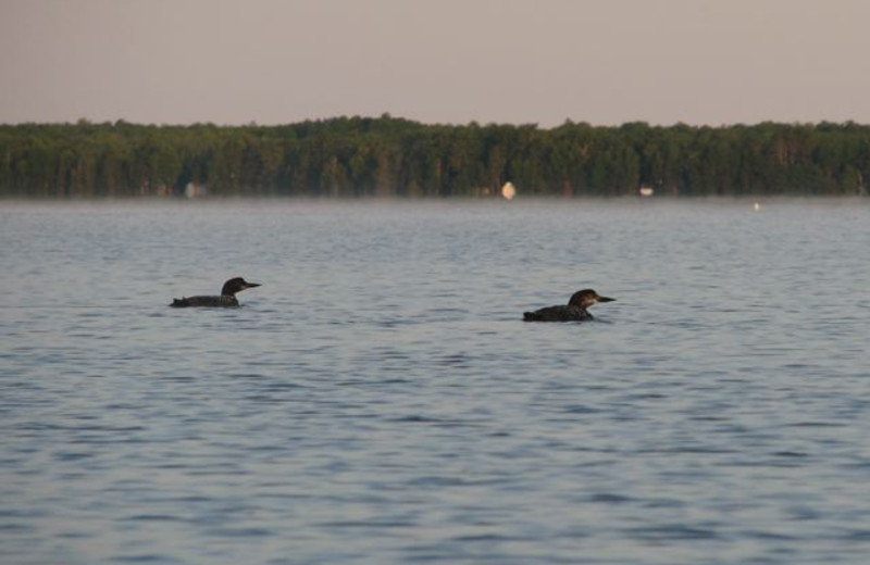 Loons at Radtke's Sabinois Point Resort.