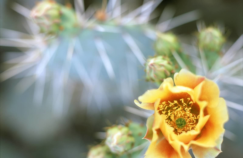 Cactus flower at Smoke Tree Ranch.