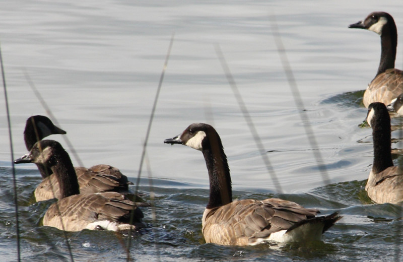 Geese at Evergreen Resort.