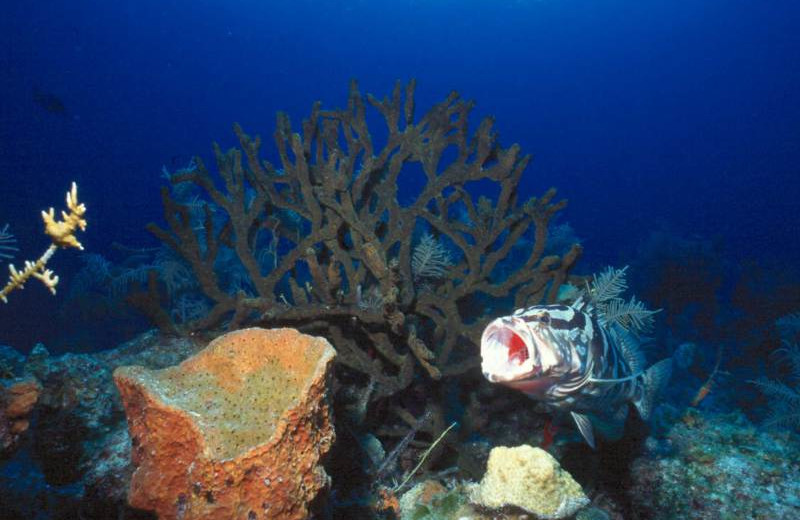 Underwater adventures at Orange Hill Beach Inn.