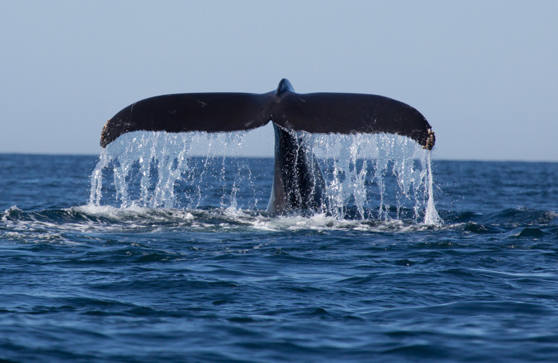 Whale watching at Oceanside Ocean Front Cabins.