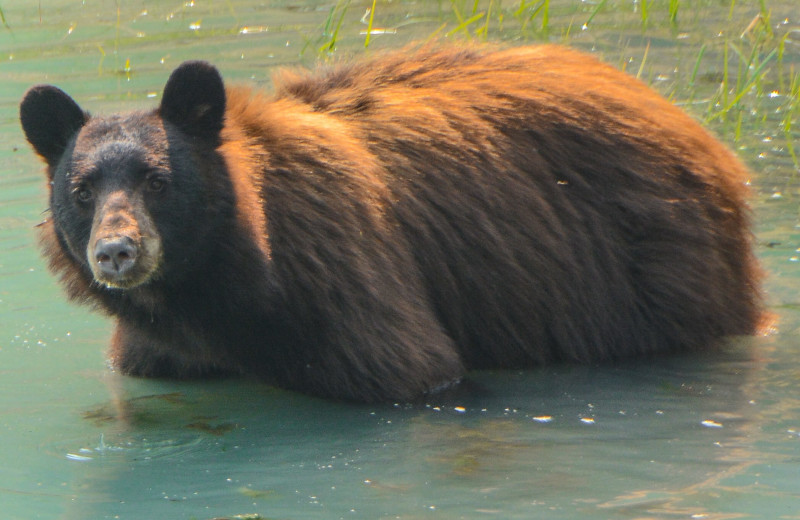 Bear at Nootka Wilderness Lodge.