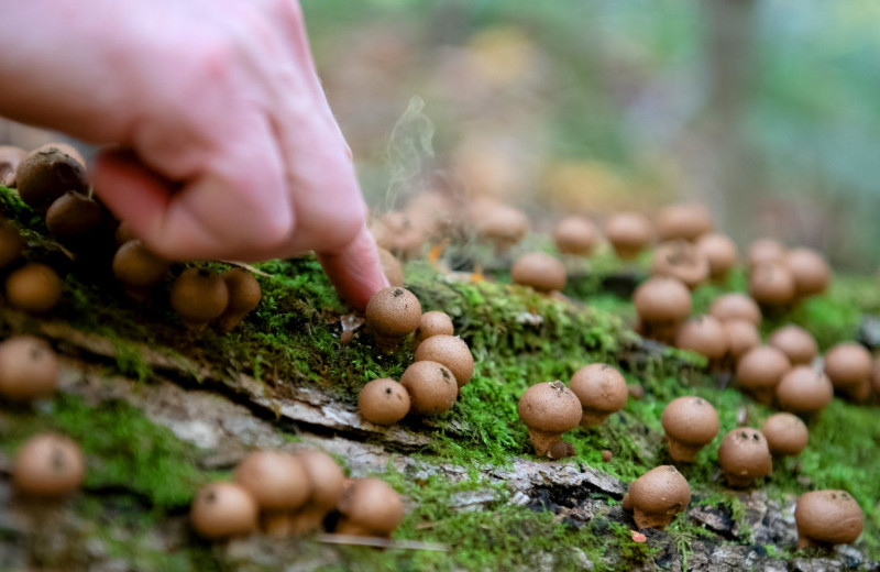Mushrooms at Bartlett Lodge.