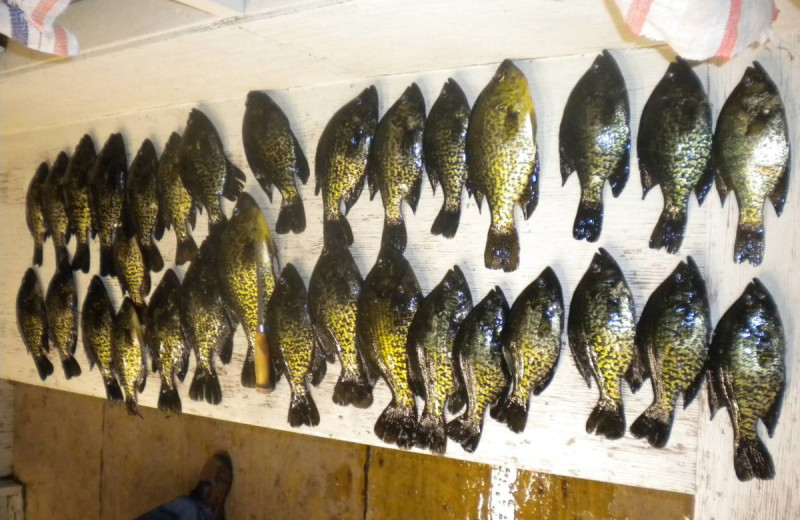 Fishing at Dogtooth Lake Resort.
