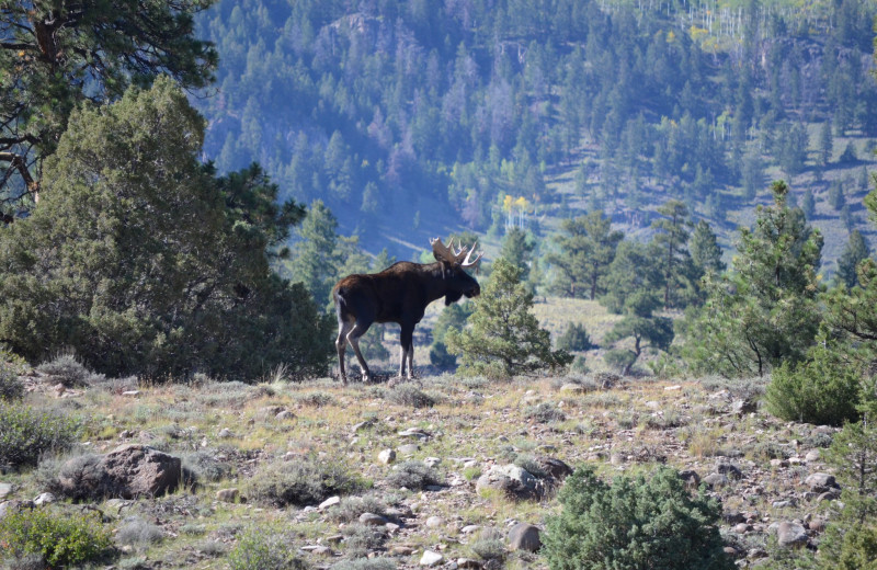 Moose at The North Face Lodge.