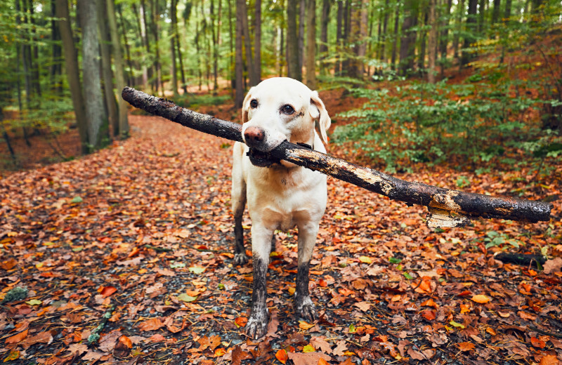 Pets welcome at Cabin O'Pines Resort 