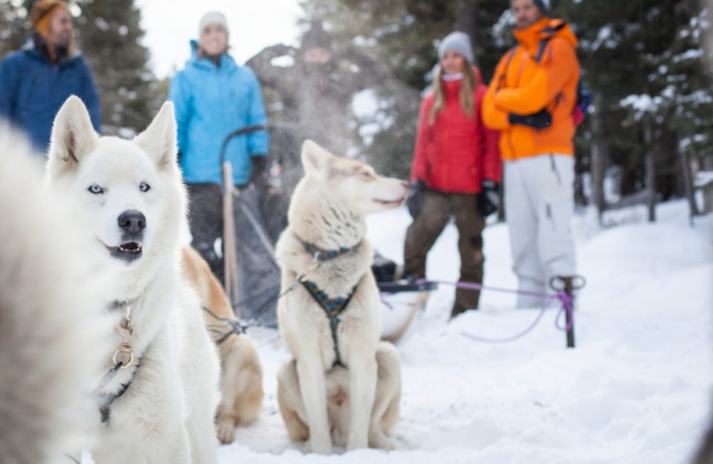 Dog sled at Mountaineer Lodge.