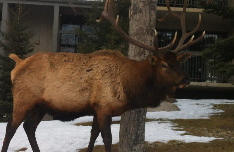 Wildlife at Tunnel Mountain Resort.