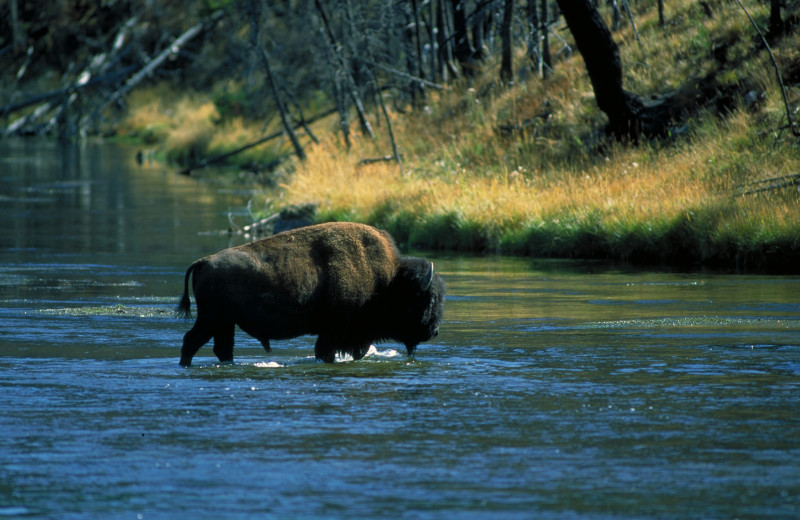 Jackson Hole bison near Rusty Parrot Lodge.