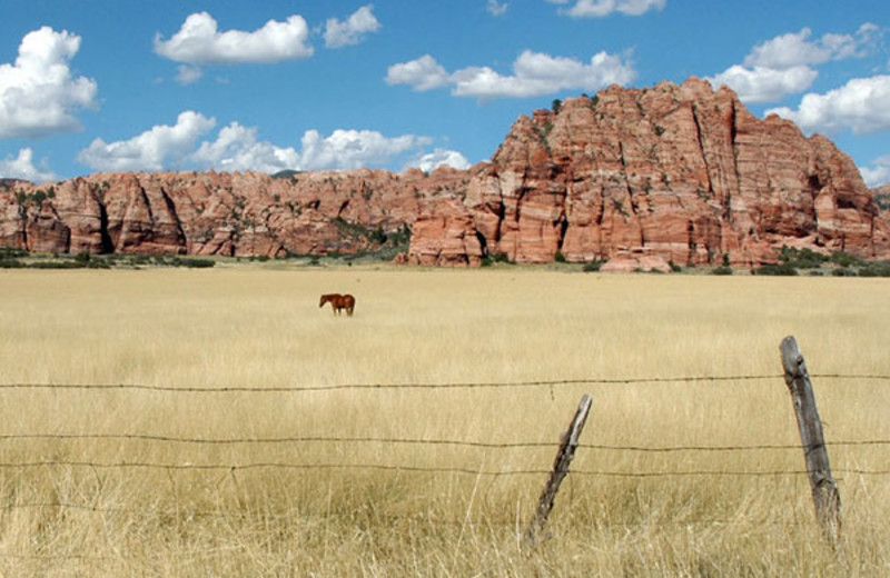 Cattle at Zion Ponderosa Ranch.