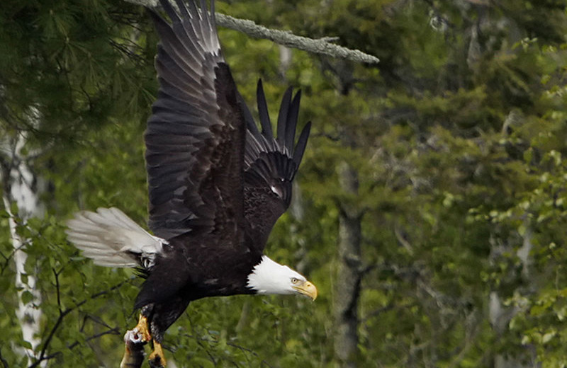 Eagle at Rough Rock Lodge.