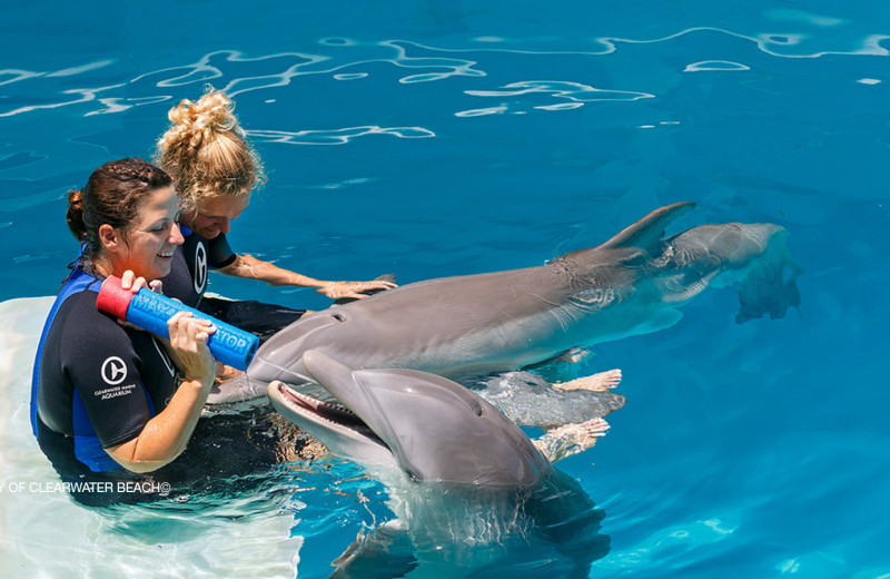 Swimming with dolphins at Bamboo Beach Club.